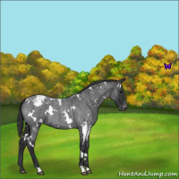 Horse Color:White Spotted Blue Roan Snowcap 