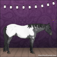 Horse Color:Blue Roan Snowcap 