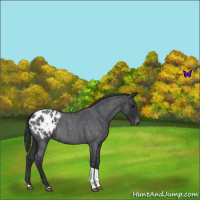 Horse Color:Blue Roan Tobiano Appaloosa 