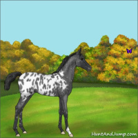 Horse Color:Blue Roan Near Leopard 