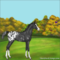 Horse Color:Blue Roan Splash Appaloosa 