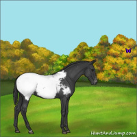 Horse Color:Blue Roan Near Fewspot