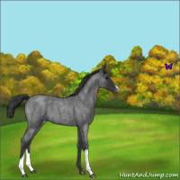 Horse Color:Blue Roan Appaloosa 