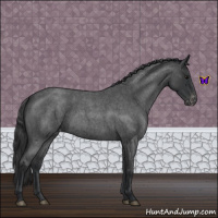 Horse Color:Blue Roan Varnish Rabicano 