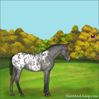 Horse Color:Blue Roan Appaloosa