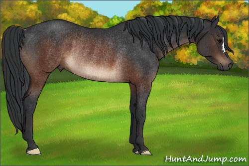 Horse Color:Brown Rabicano 