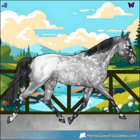 Horse Color:Blue Roan Appaloosa 