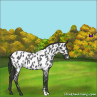 Horse Color:Blue Roan Near Leopard 