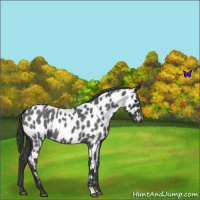 Horse Color:Blue Roan Near Leopard