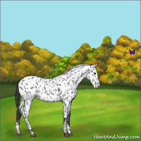 Horse Color:Blue Roan Leopard 