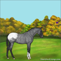 Horse Color:Blue Roan Snowcap 