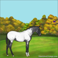 Horse Color:Blue Roan Near Fewspot