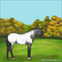 Horse Color:Blue Roan Near Fewspot 