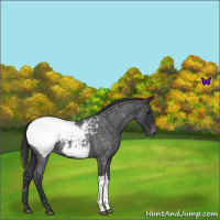 Horse Color:Blue Roan Snowcap 