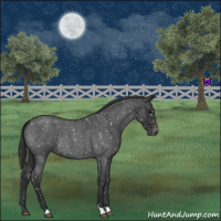 Horse Color:Blue Roan Snowflake Varnish