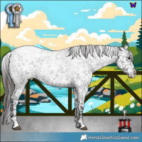 Horse Color:White Spotted Blue Roan Appaloosa