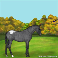 Horse Color:Blue Roan Varnish 