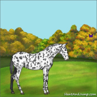 Horse Color:Blue Roan Appaloosa