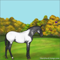 Horse Color:Blue Roan Near Fewspot 