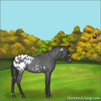 Horse Color:White Spotted Blue Roan Appaloosa 