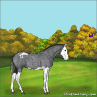 Horse Color:Blue Roan Splash Varnish 