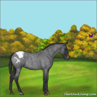Horse Color:Blue Roan Appaloosa 