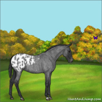 Horse Color:Blue Roan Appaloosa 