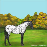 Horse Color:Blue Roan Appaloosa 
