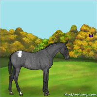 Horse Color:Blue Roan Varnish Rabicano 
