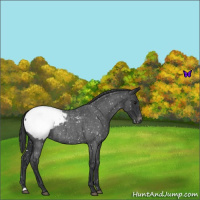 Horse Color:Blue Roan Snowcap 