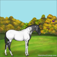 Horse Color:Blue Roan Tobiano Appaloosa 