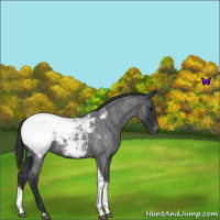 Horse Color:Blue Roan Tobiano Snowcap 
