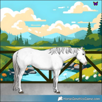 Horse Color:White Spotted Blue Roan Appaloosa 