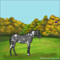 Horse Color:White Spotted Blue Roan Snowflake Varnish