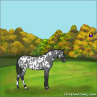 Horse Color:White Spotted Blue Roan Appaloosa 