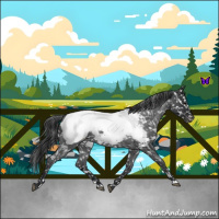 Horse Color:White Spotted Blue Roan Snowcap 