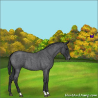 Horse Color:Blue Roan Appaloosa 