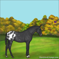 Horse Color:Blue Roan Appaloosa