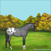 Horse Color:Blue Roan Appaloosa 