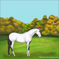 Horse Color:Blue Roan Near Fewspot 