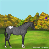 Horse Color:Blue Roan Varnish 
