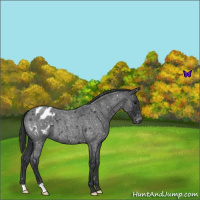 Horse Color:Blue Roan Appaloosa 