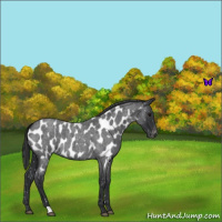 Horse Color:Blue Roan Appaloosa