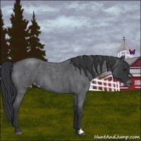 Horse Color:Blue Roan Varnish 