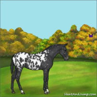 Horse Color:Blue Roan Near Leopard 