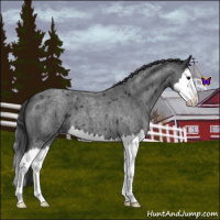 Horse Color:Blue Roan Splash Varnish 