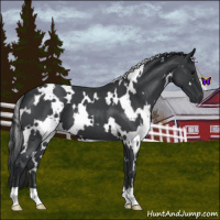 Horse Color:White Spotted Blue Roan 