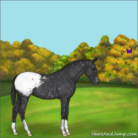 Horse Color:Blue Roan Snowcap 