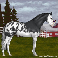 Horse Color:Black Splash Appaloosa 