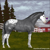 Horse Color:Blue Roan Splash Appaloosa 